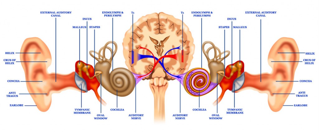 How your ears and binaural hearing works