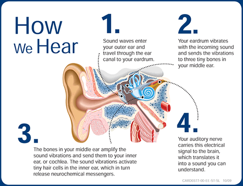 How hearing works